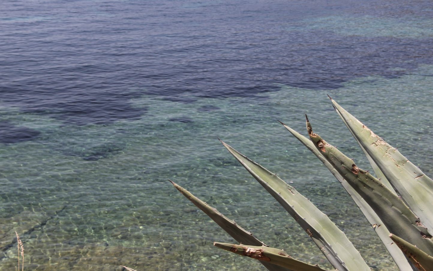 Close-up of agave leaves overlooking clear turquoise Adriatic water